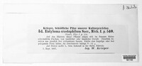 Jamesdicksonia dactylidis image